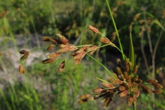 Scirpus pendulus sur l'alvar d'Aylmer