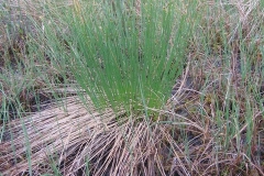 Trichophorum cespitosum au Parc national des Grands-Jardins