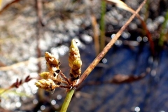 Schoenoplectiella purshiana (10 octobre 2015)