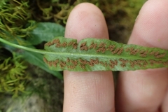 Asplenium rhyzophyllum, Knox Landing