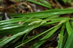 Carex backii