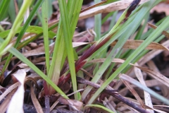 Carex pedunculata