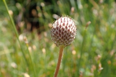 Anemone parviflora, Umiujaq