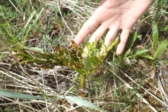 Botrichium lanceolatum, Kuujjuaq
