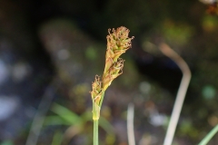 Carex lachenalii, Umiujaq