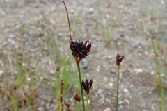 Juncus castaneus, Kuujjuaq